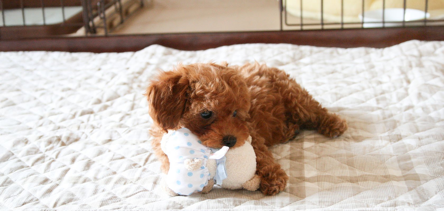 愛犬の飼い始め一週間の過ごし方