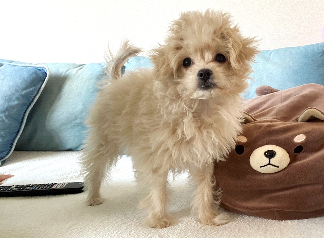 チワプーの成犬
