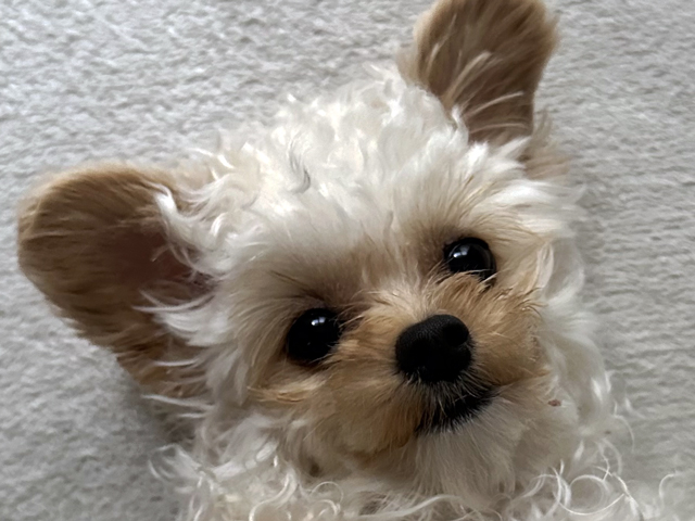 チワプーの成犬