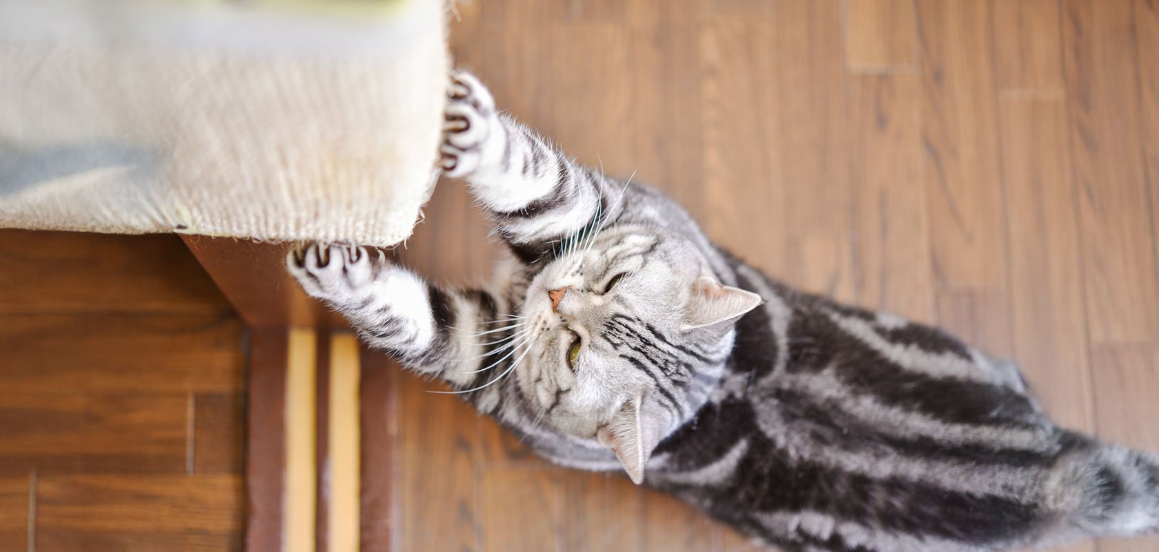【悩み別】ネコちゃんのしつけ方法と環境づくり