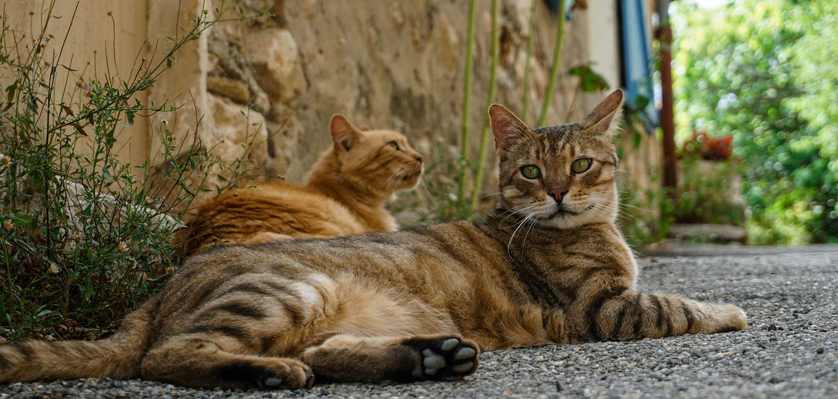ネコちゃんの秋の健康管理