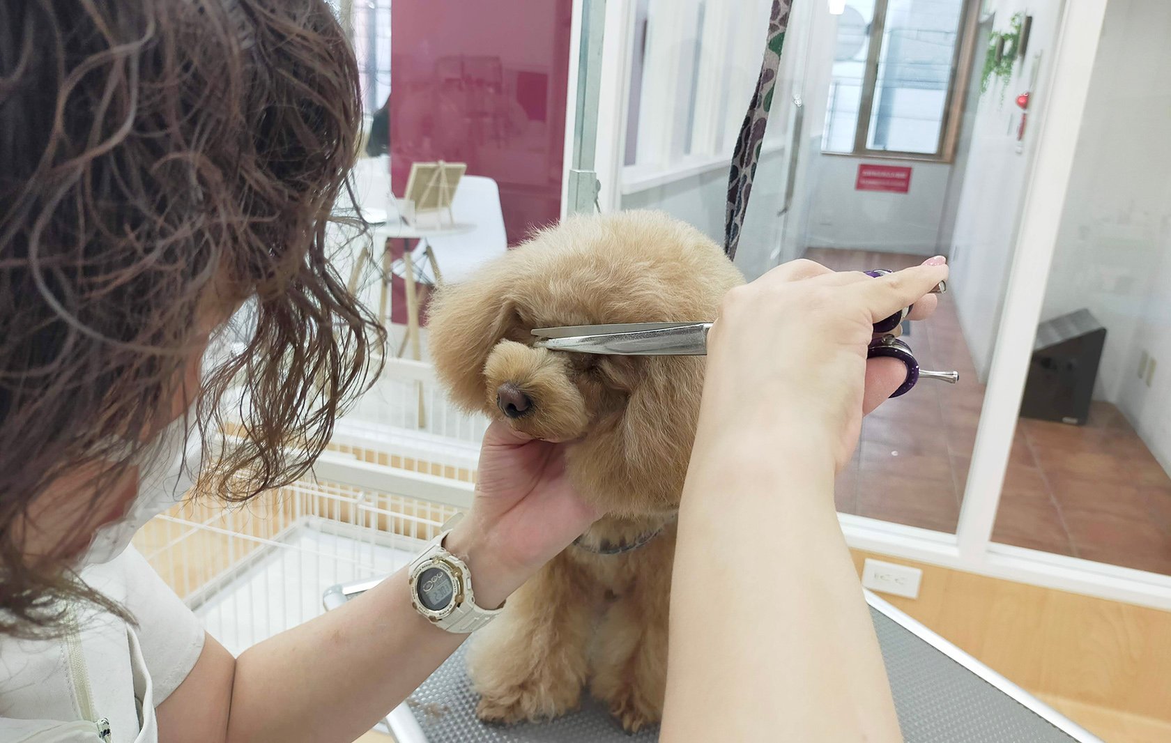 犬猫の美容室「アラモード」