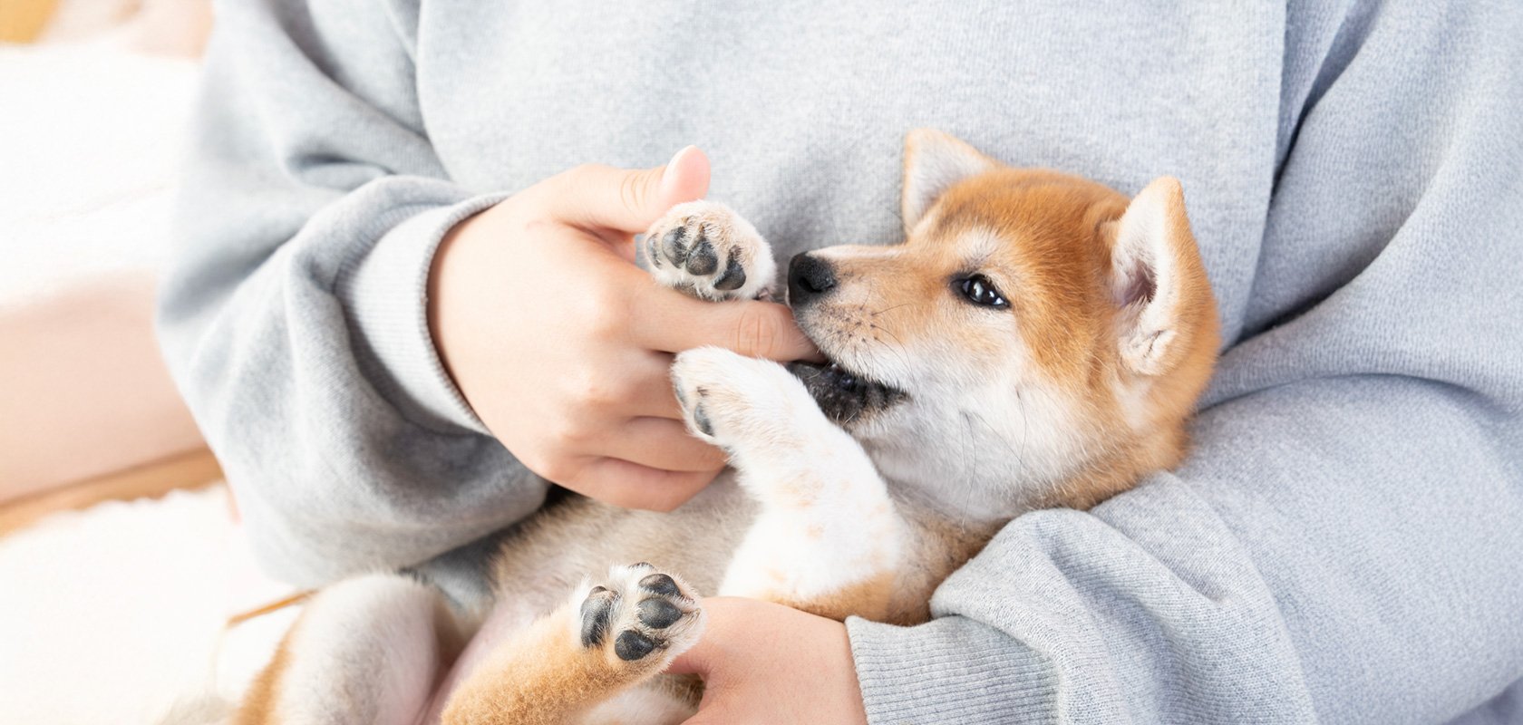 子犬が飼い主を噛む主な理由6つ