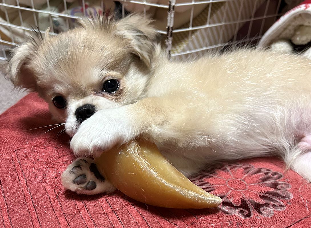 チワペキの成犬