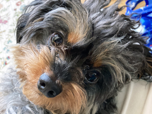 チワプーの成犬
