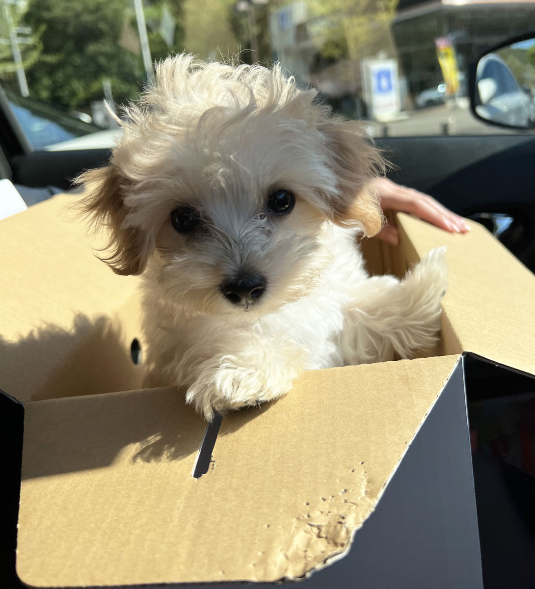 マルプーの成犬