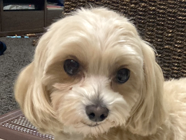 マルプーの成犬