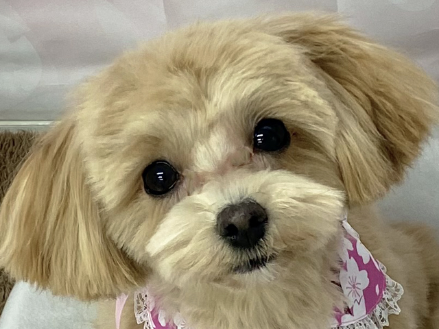 マルプーの成犬