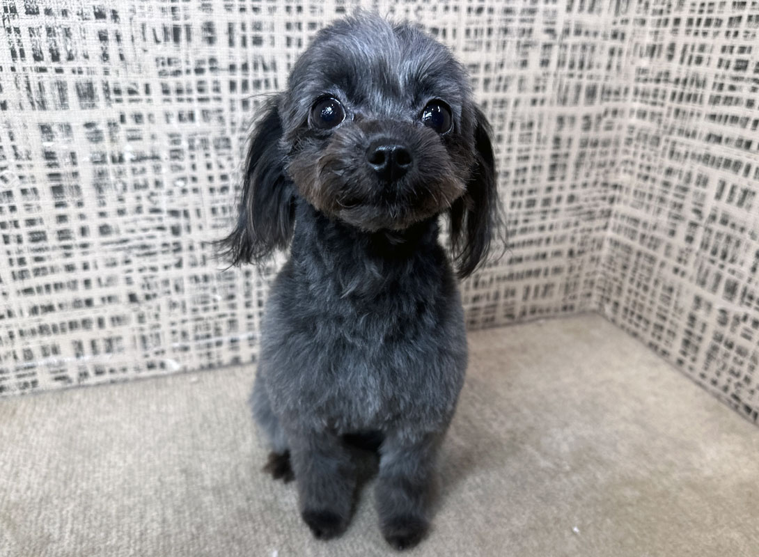 チワプーの成犬