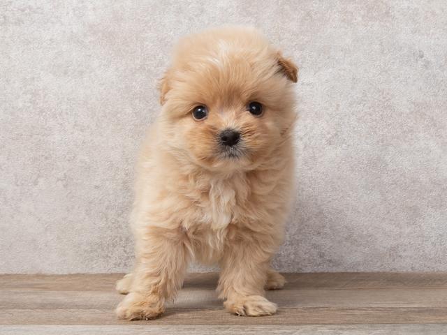 アプリコットのポメプー