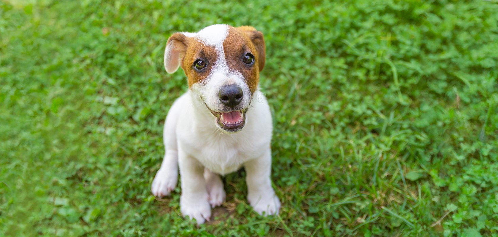 【小型犬】暑さに強い犬種