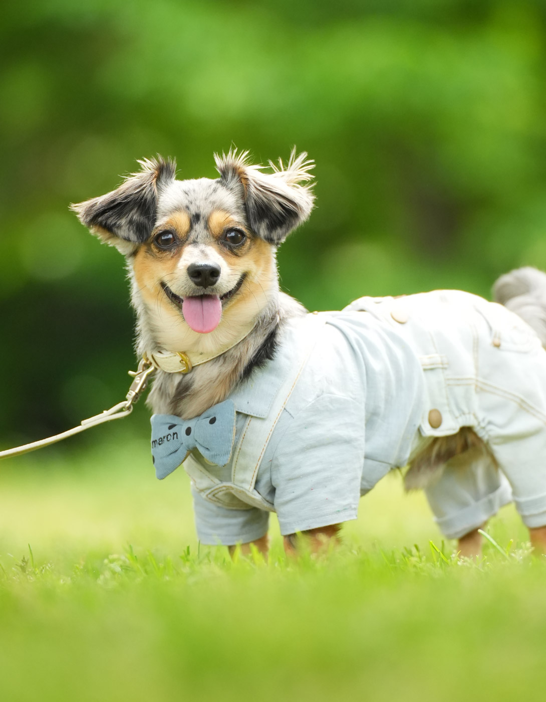 チワックスの成犬