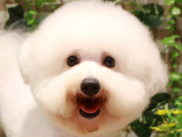 ビションプーの成犬