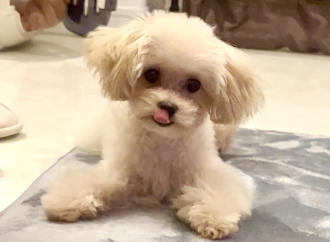 マルプーの成犬