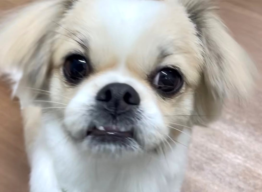チワペキの成犬