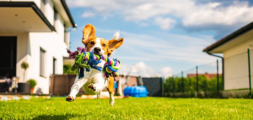 犬を飼うと臨時で発生する費用