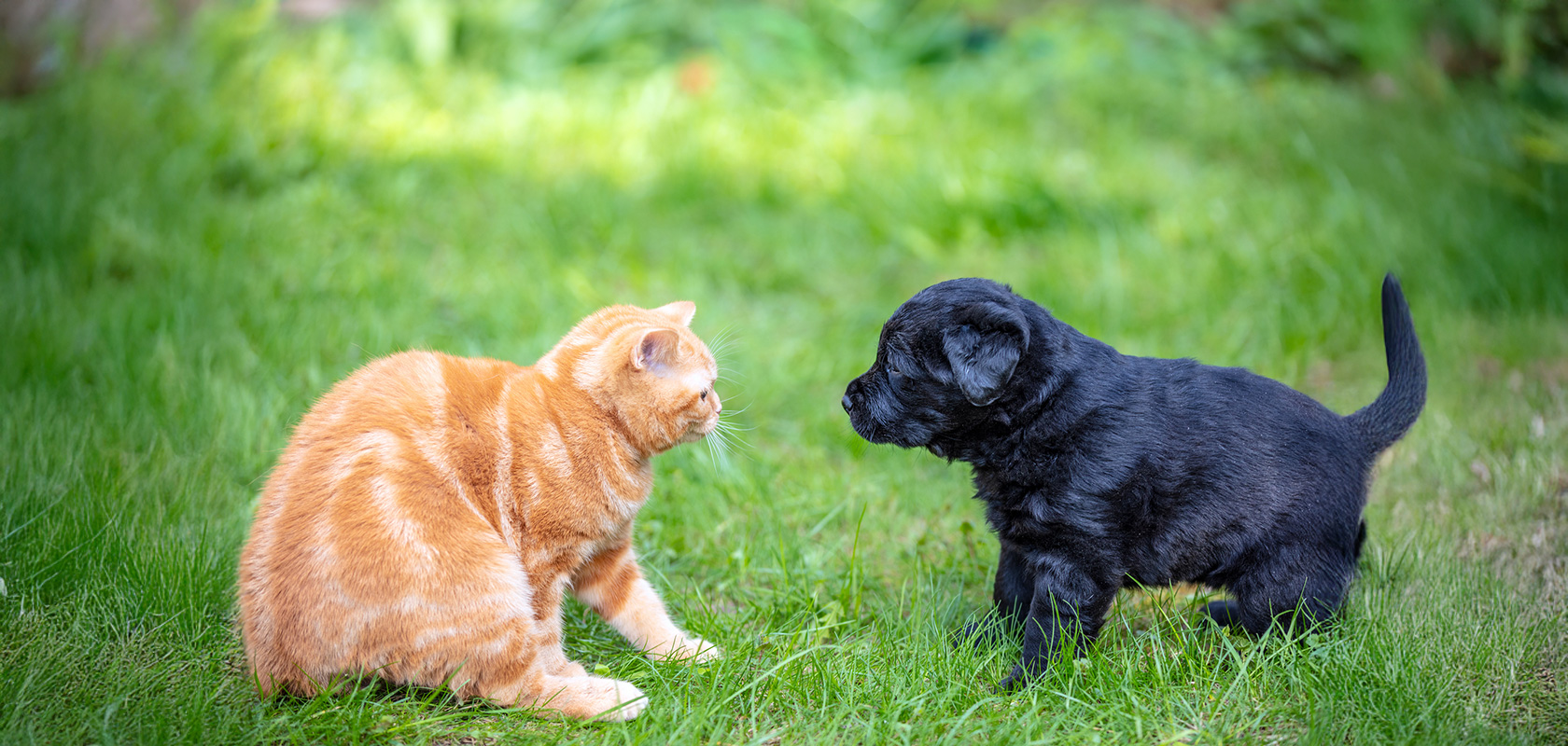 ワンちゃんとネコちゃんの違いを知ってからお迎えしよう！