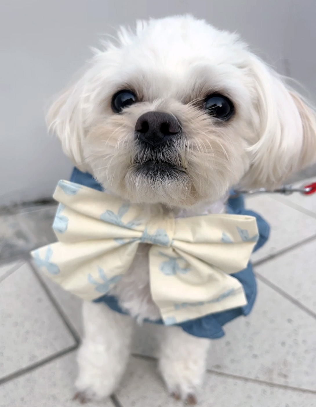 ペキプーの成犬
