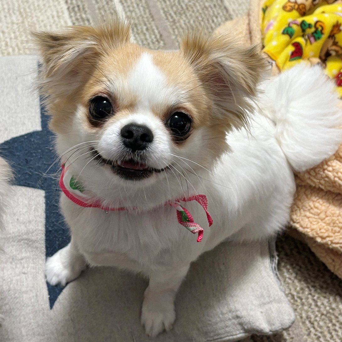 チワペキの成犬