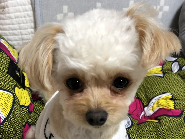 チワプーの成犬