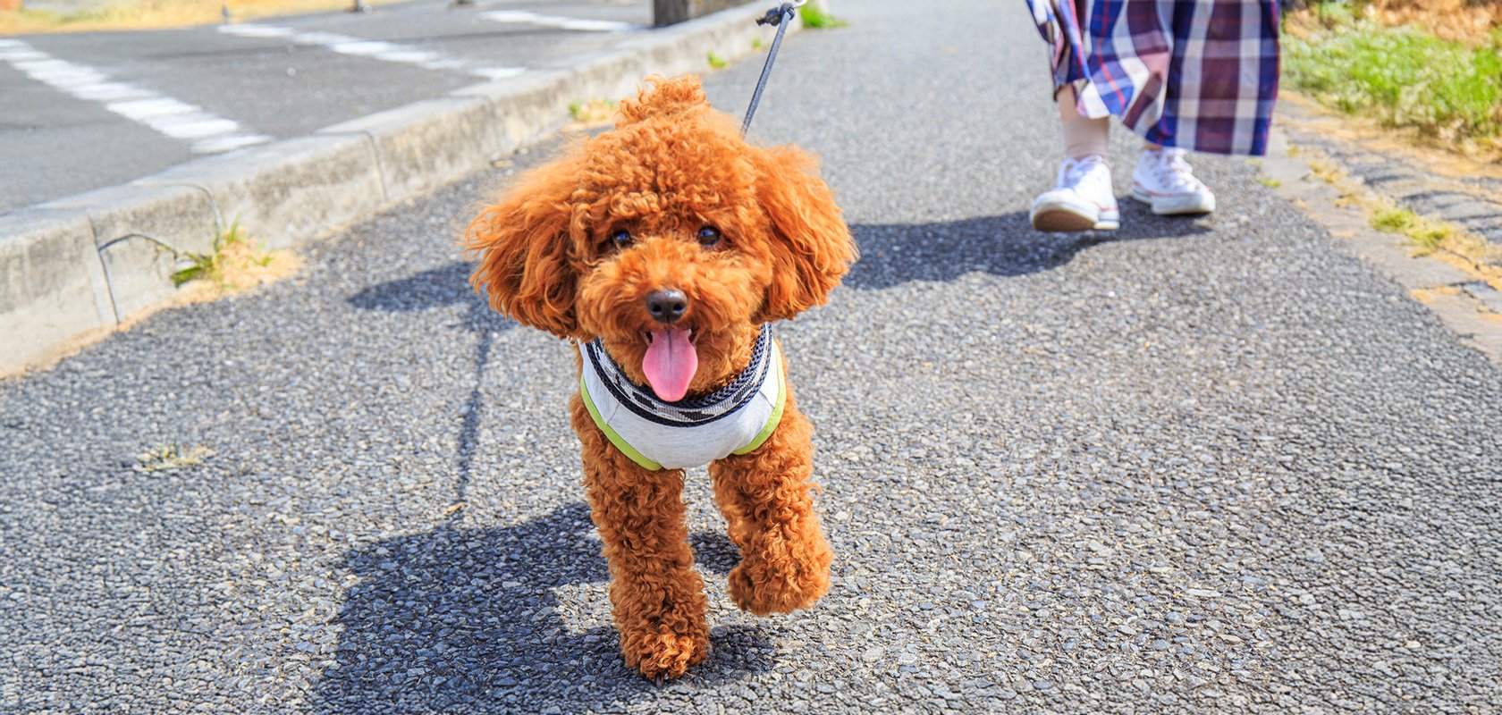 子犬の散歩はいつから？ワクチンの時期や慣らし方・歩かない悩みを解説