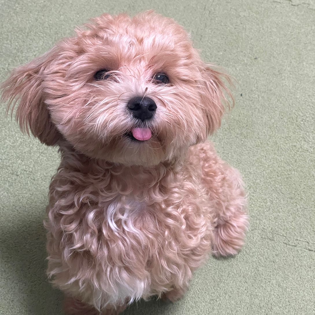 マルプーの成犬