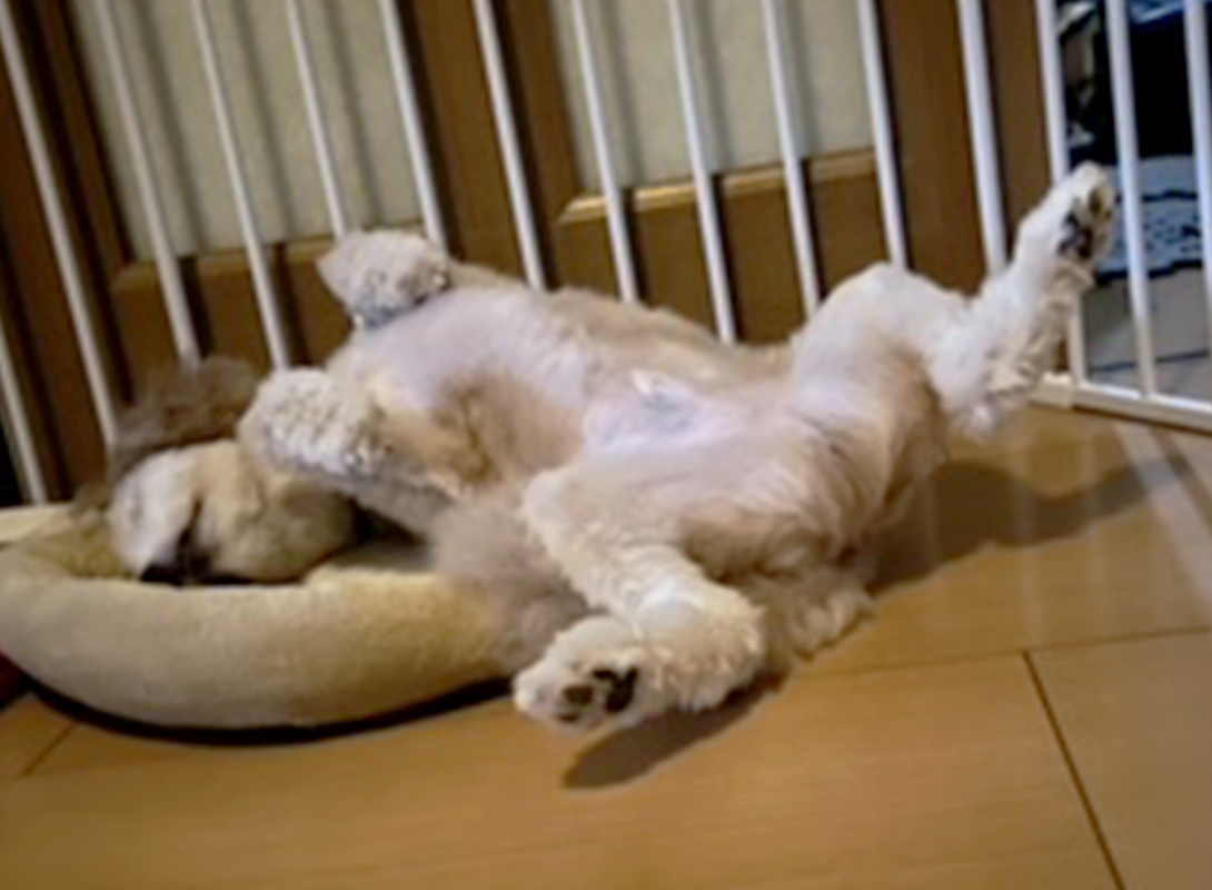 ポメプーの成犬