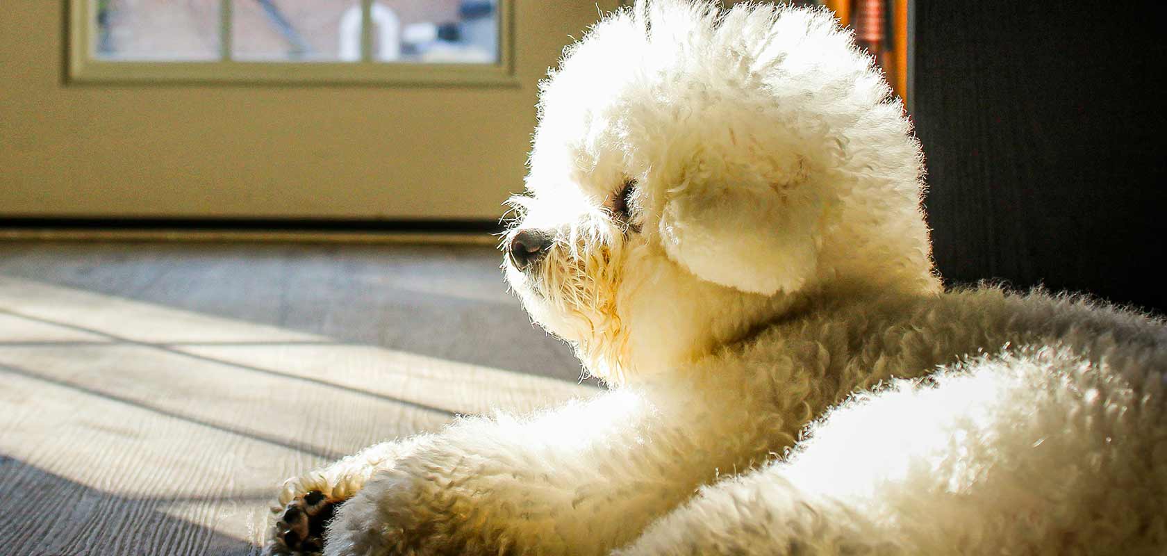 ワンちゃんの水分不足