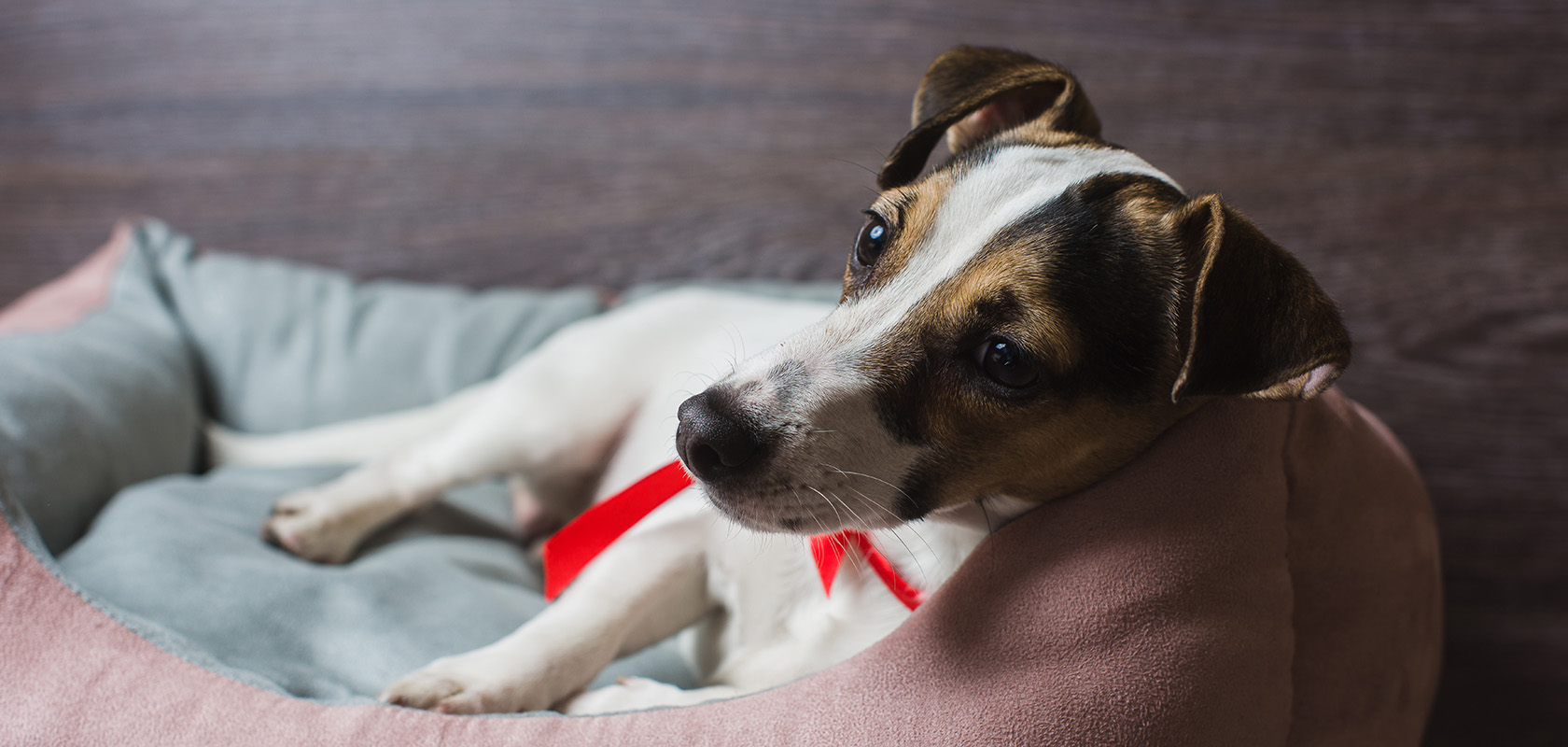 犬のしつけ教室