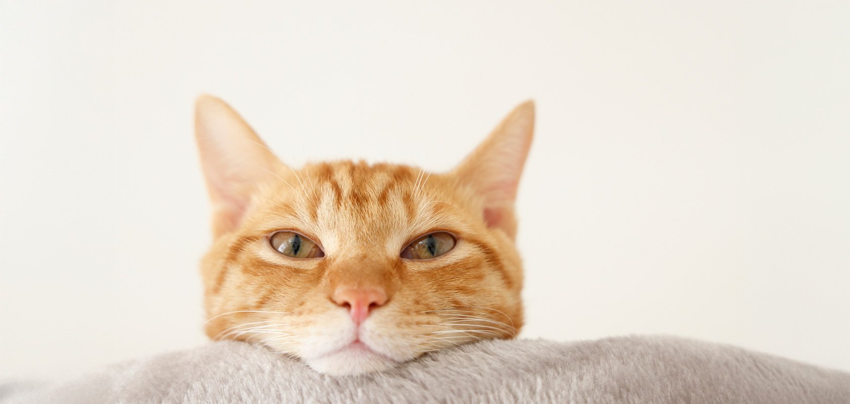 愛猫の年齢は人間換算で何歳?早見表や見分け方、飼う際のポイントも解説