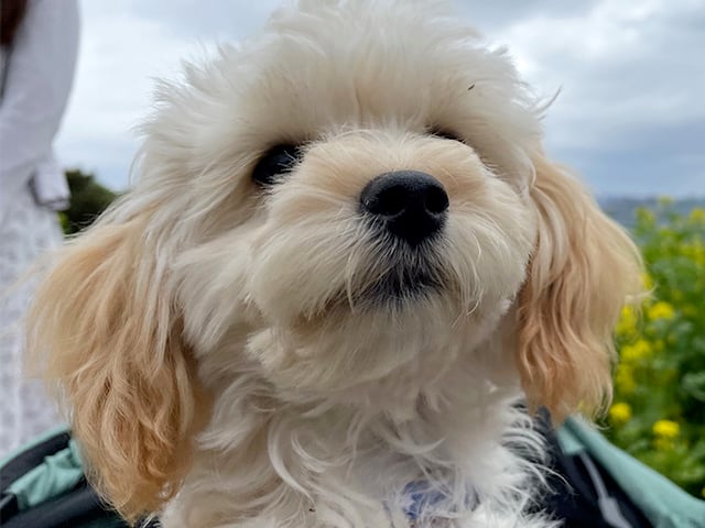 マルプーの成犬