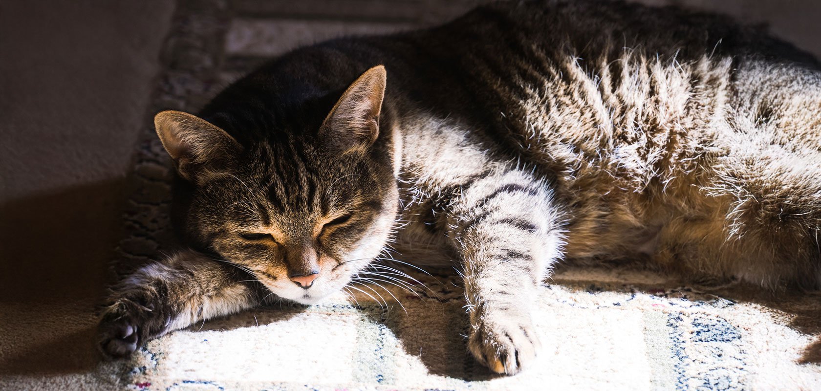 ネコちゃんの留守番は何日までできる？