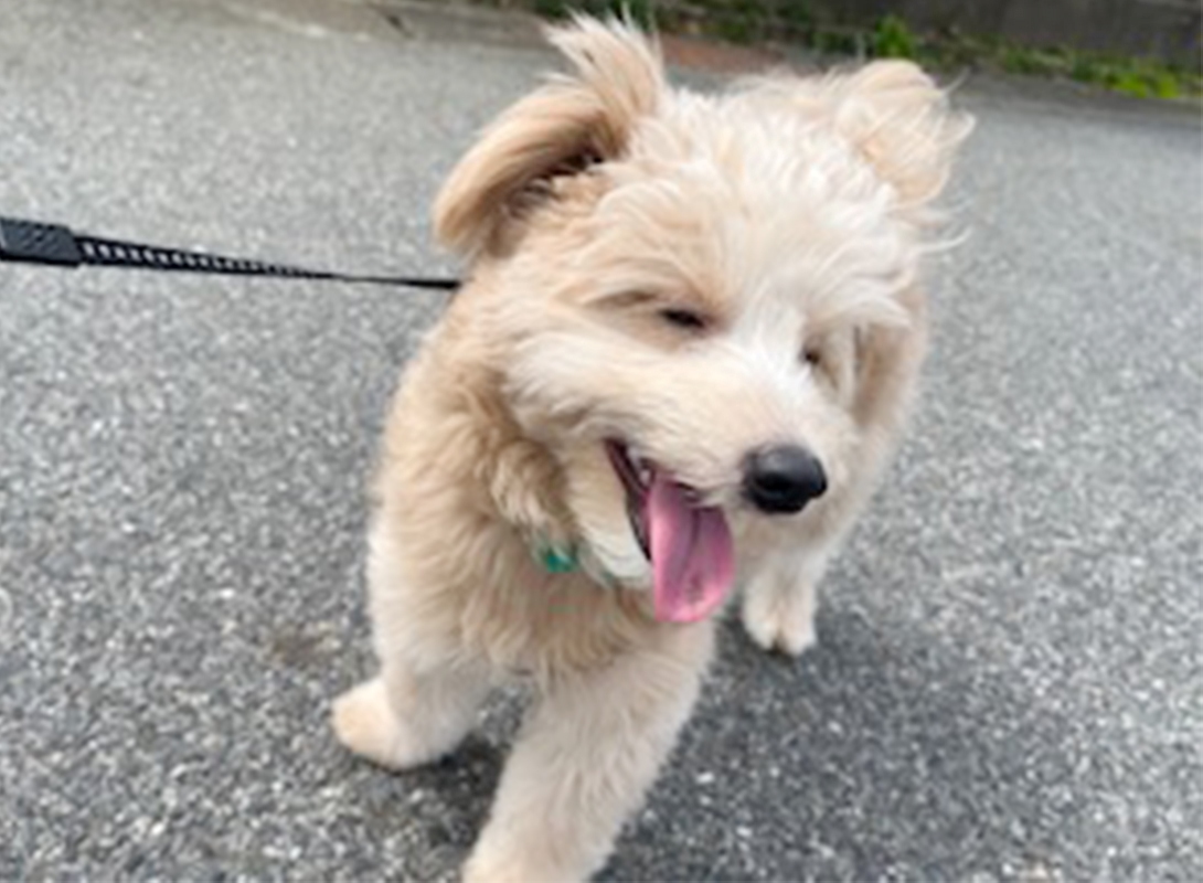 ポメプーの成犬