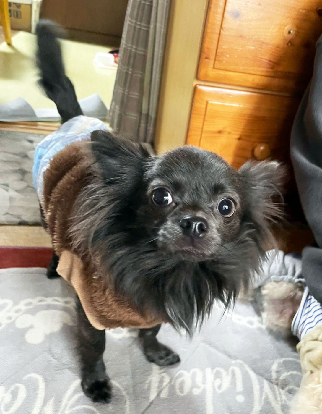 チワペキの成犬