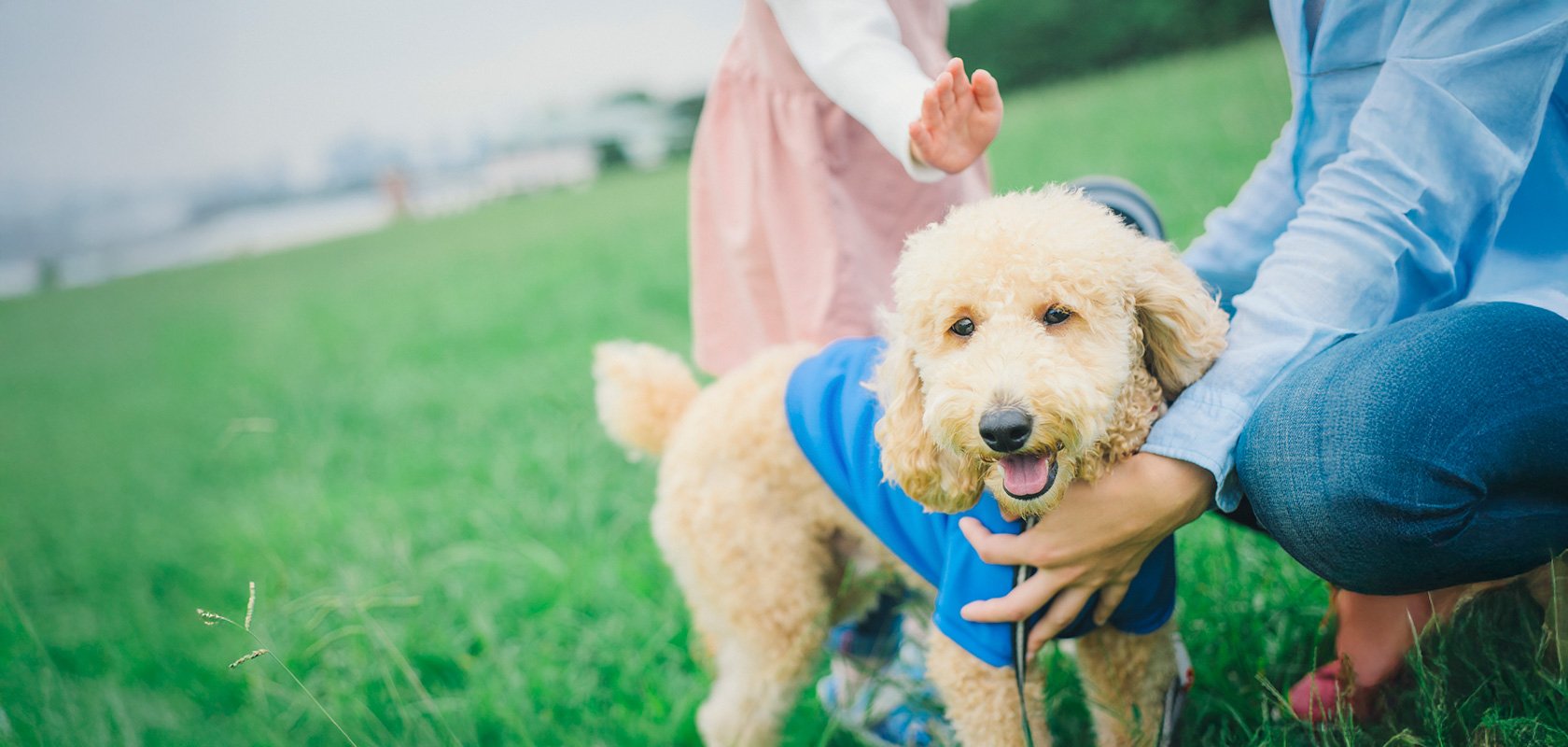 犬アレルギーでも飼える犬種5選！レベル別の症状や飼うためのポイントを解説