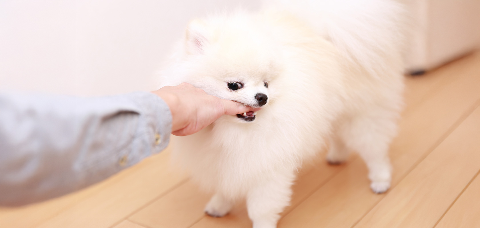 子犬の噛み癖は直る！しつけ方や予防方法を解説