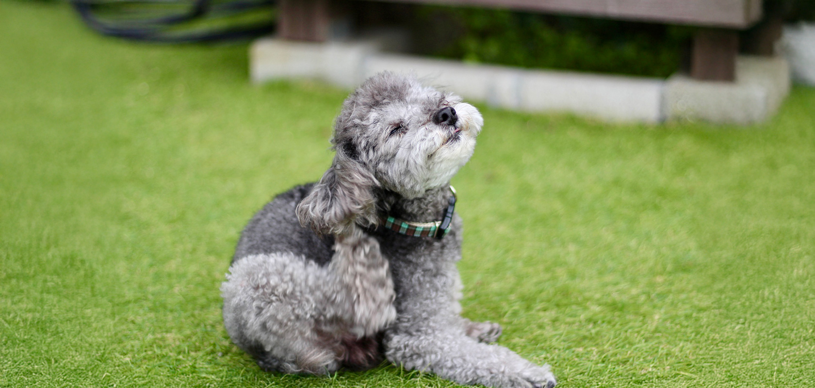 子犬の噛み癖を放置しているとどうなる?
