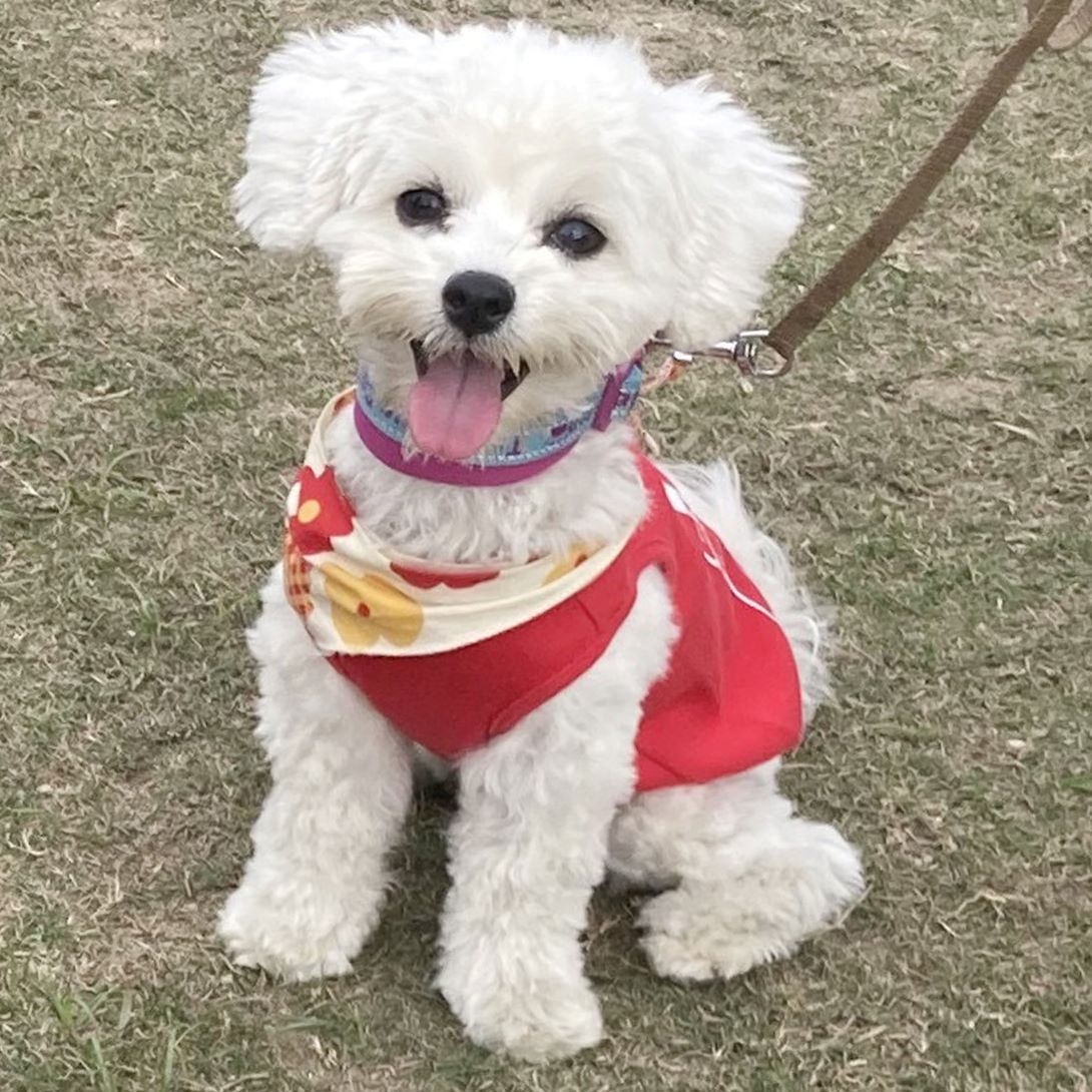 マルプーの成犬