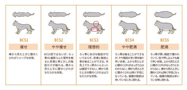 ネコちゃんのBCS