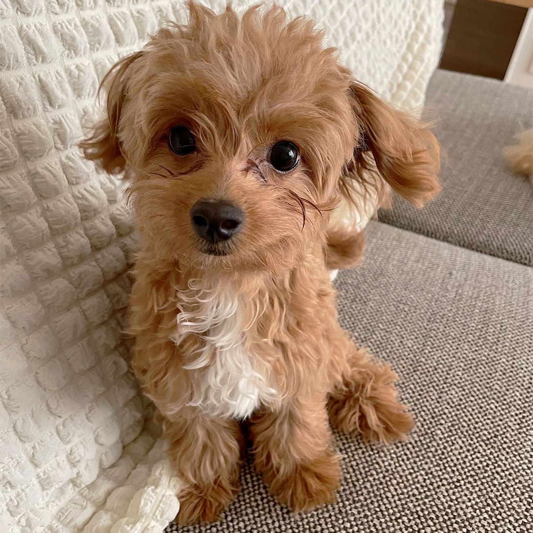 チワプーの成犬