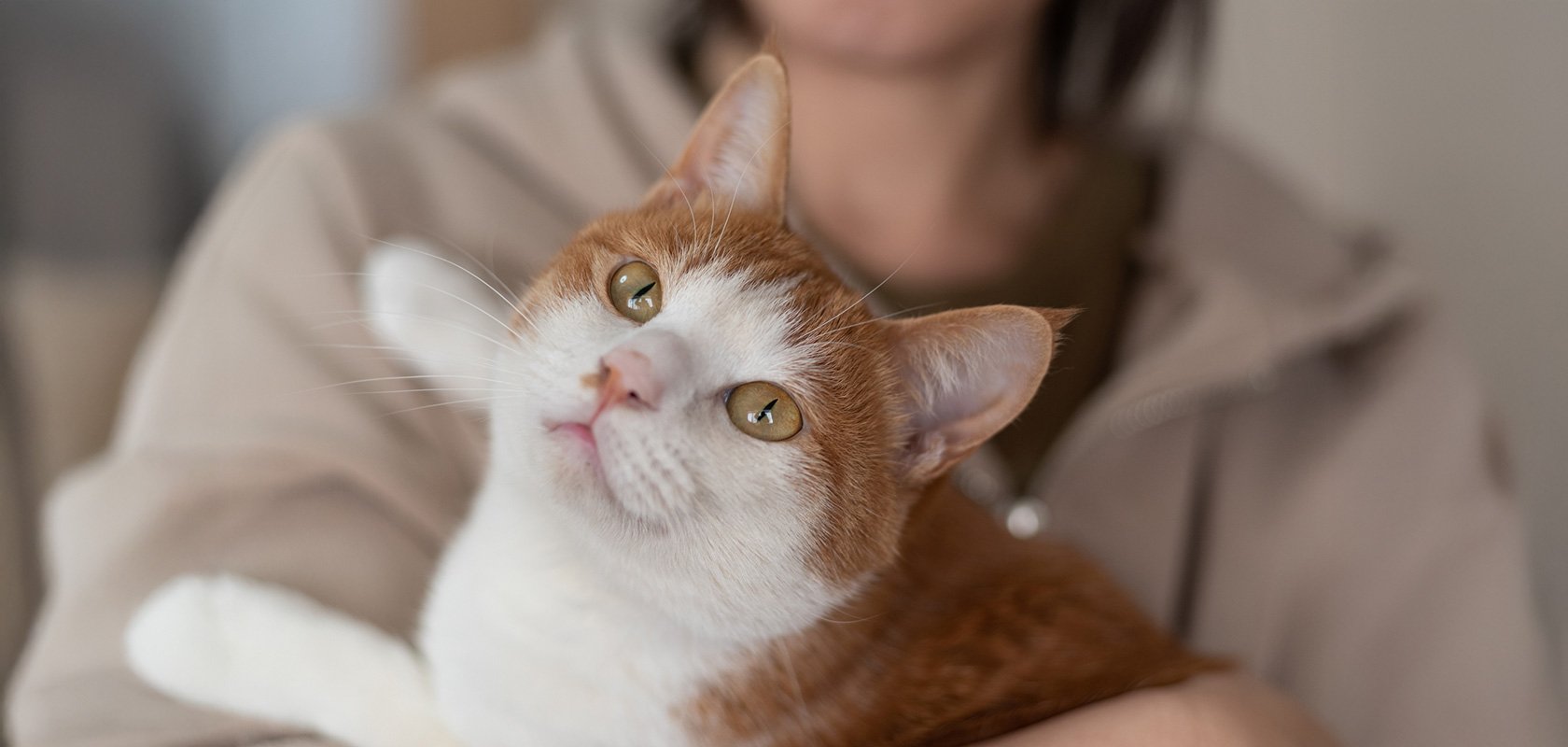 一人暮らしでネコちゃんを飼うには？心構えや費用、留守番について解説