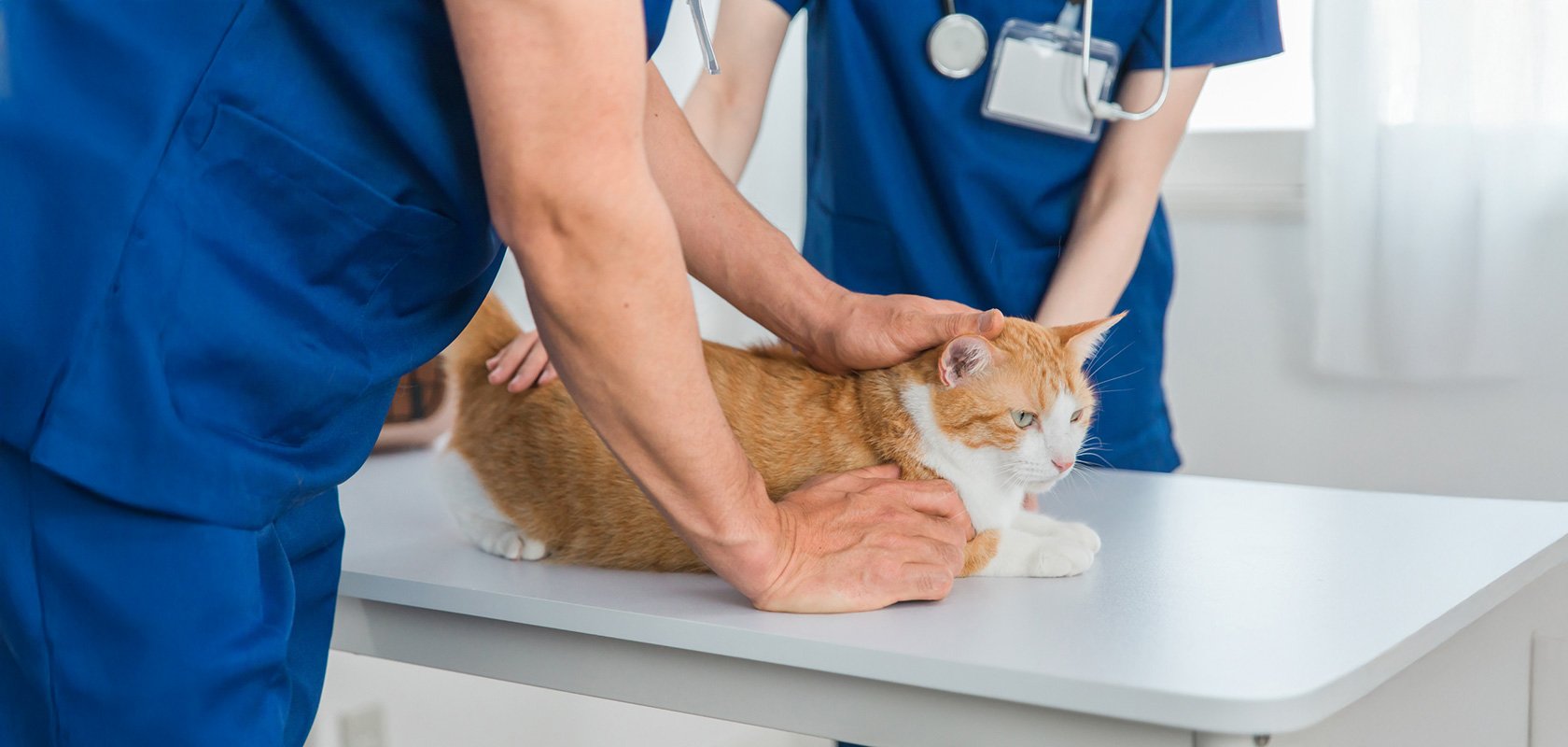 ネコちゃんとの生活を快適にするためのお迎え準備