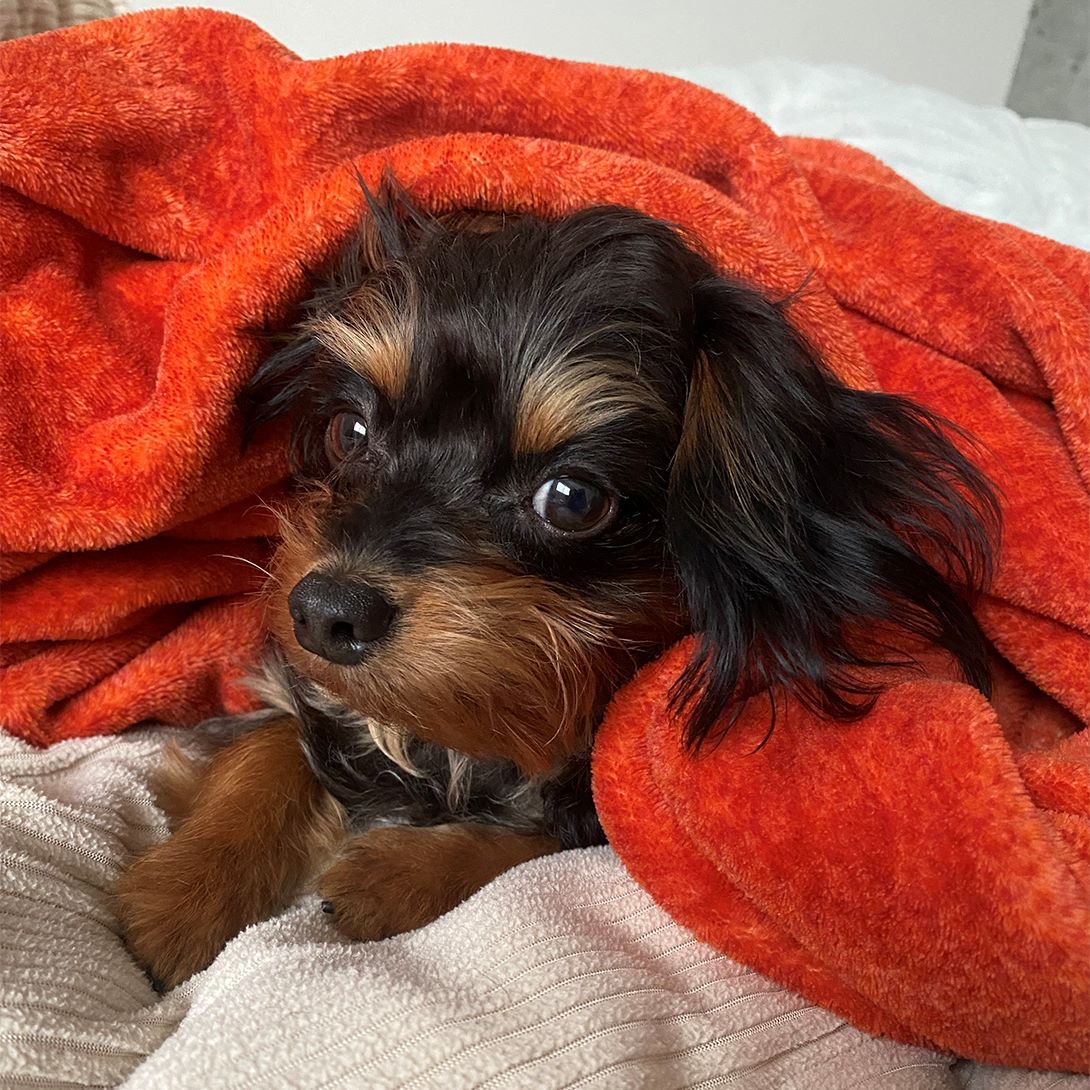 チワプーの成犬