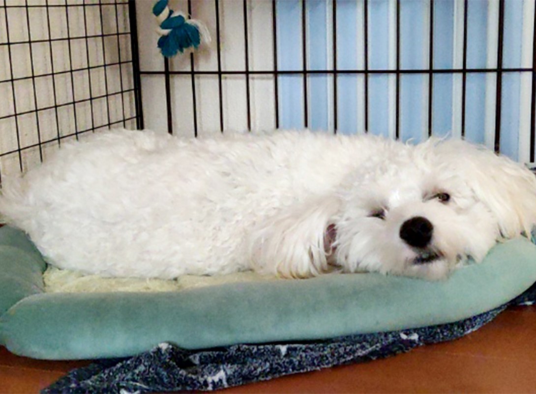 マルプーの成犬