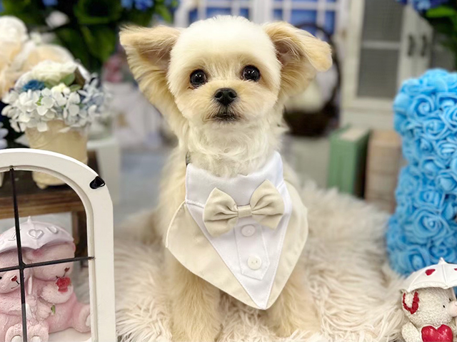 チワプーの成犬