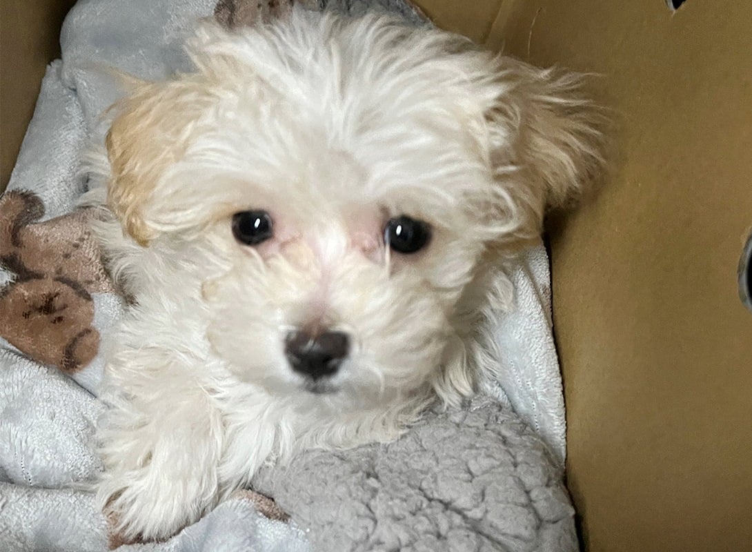 マルプーの成犬