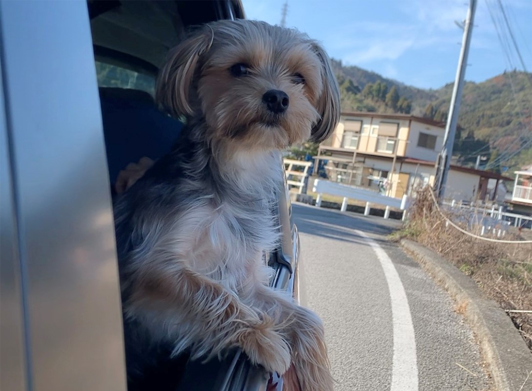 マルヨーキー(1歳)