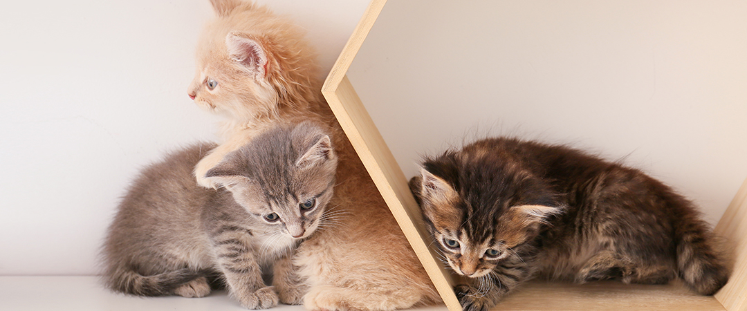 多頭飼い先輩に聞いてみた!