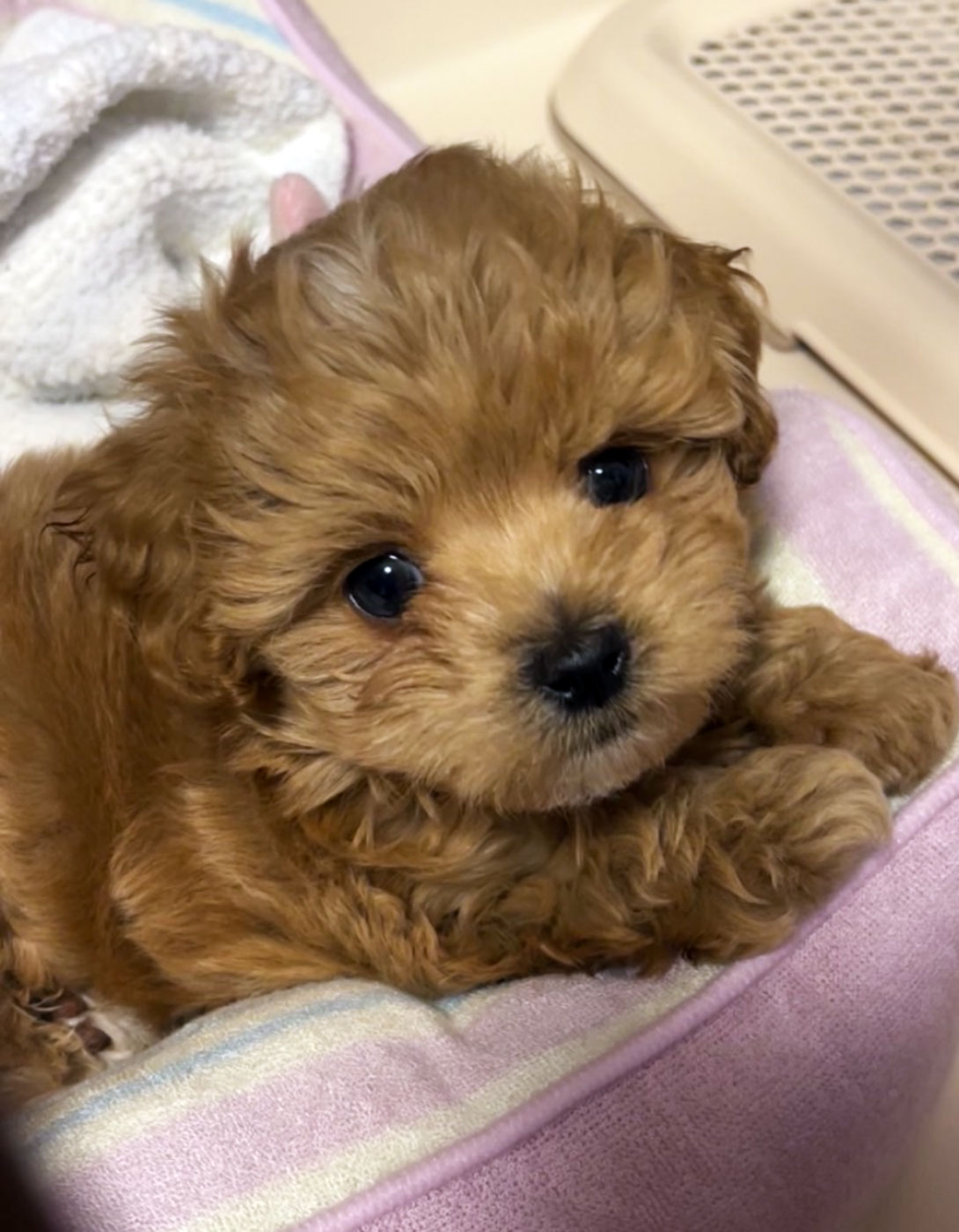 マルプーの成犬