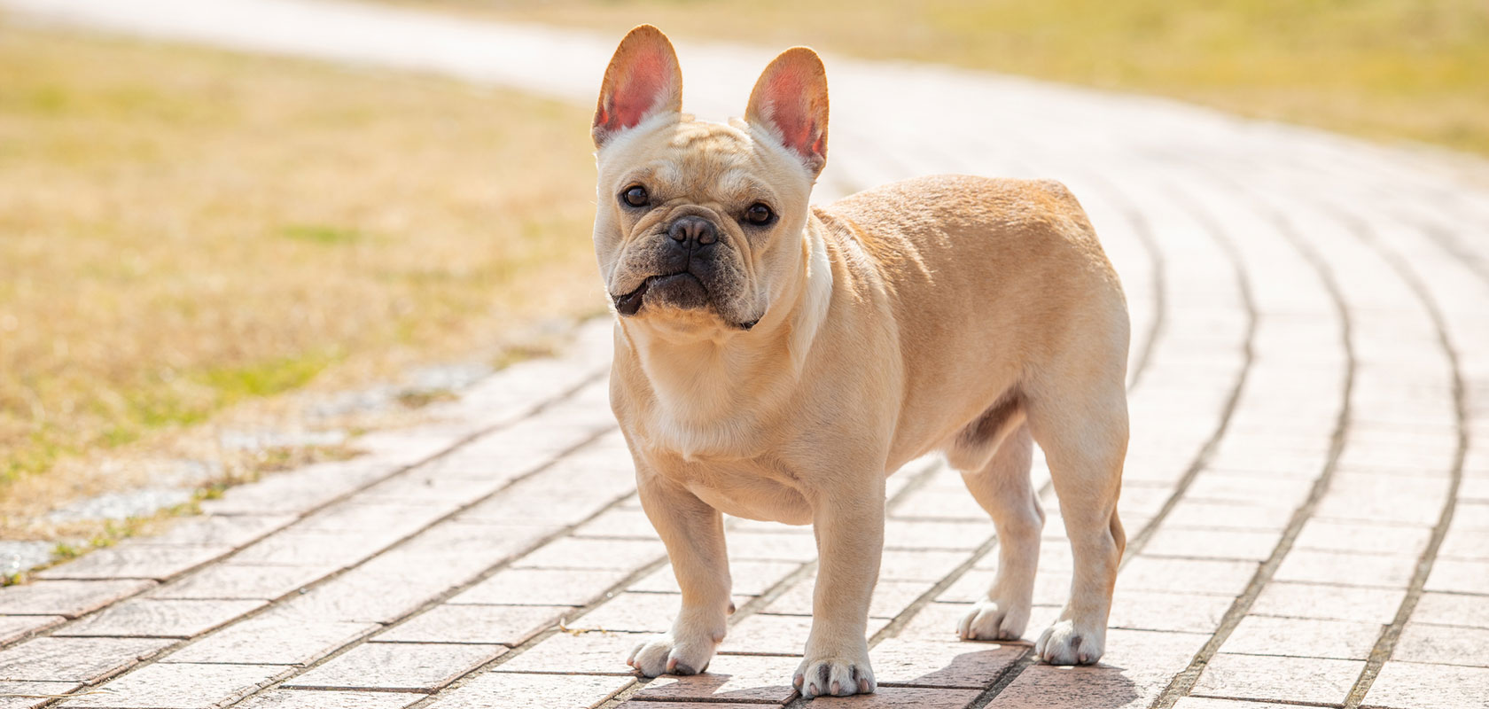 【中型犬】吠えない・吠えにくい犬種3選
